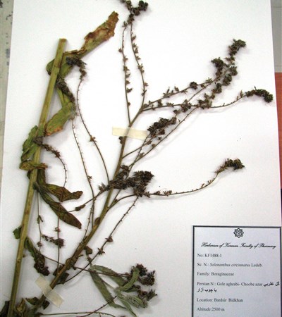 Gol-e aghrabi,Choub-e azaar