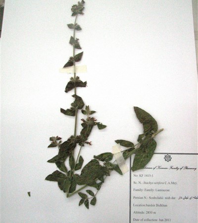 Sonbolei-e  nish dar