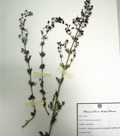 Maryam nokhodii-e sharghi