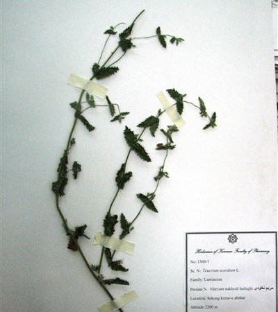 Maryam nokhodi-e batlaaghi