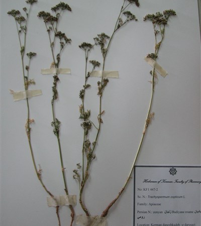 Zeniyan,Badiyan-e roumi