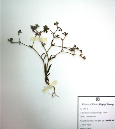 Shirinak-e mive pahn