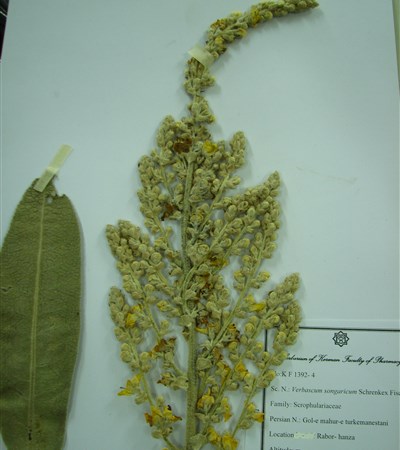 Gol mahour-e turkamanestani