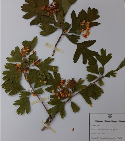 Zalzalak-e armanestani