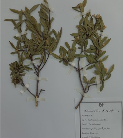 Khish,Barge boi-e zagrosi