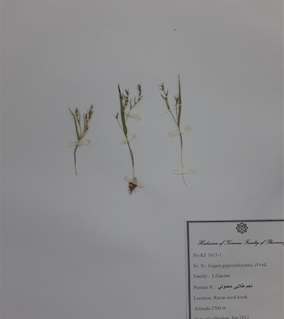 Najm  talayi-e mamouli