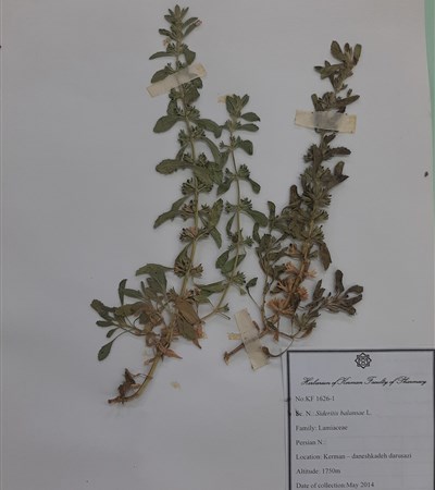 Sideritis