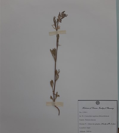 Zaban dar ghapha choroukdar